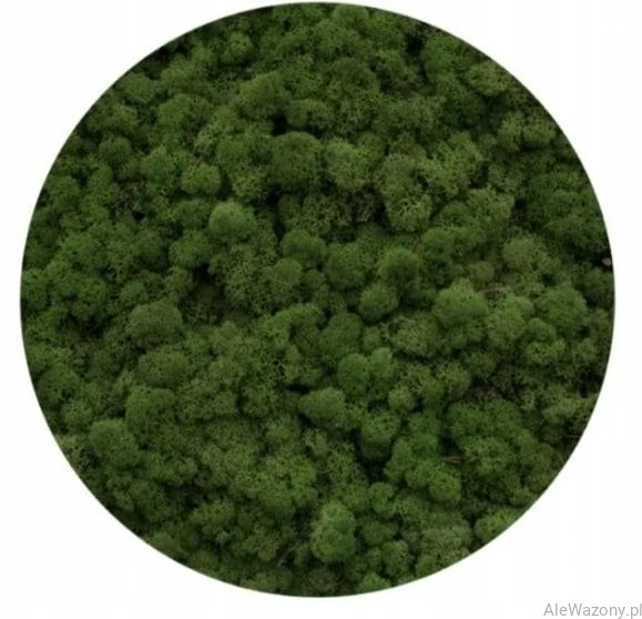 Mech Chrobotek  Naturalny  Oliwkowy 200 g
