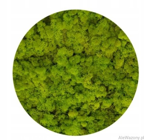Mech Chrobotek  Naturalny Jasny Zielony 200 g