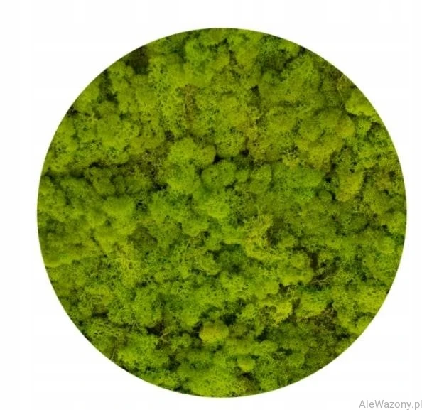 Mech Chrobotek  Naturalny Jasny Zielony 200 g